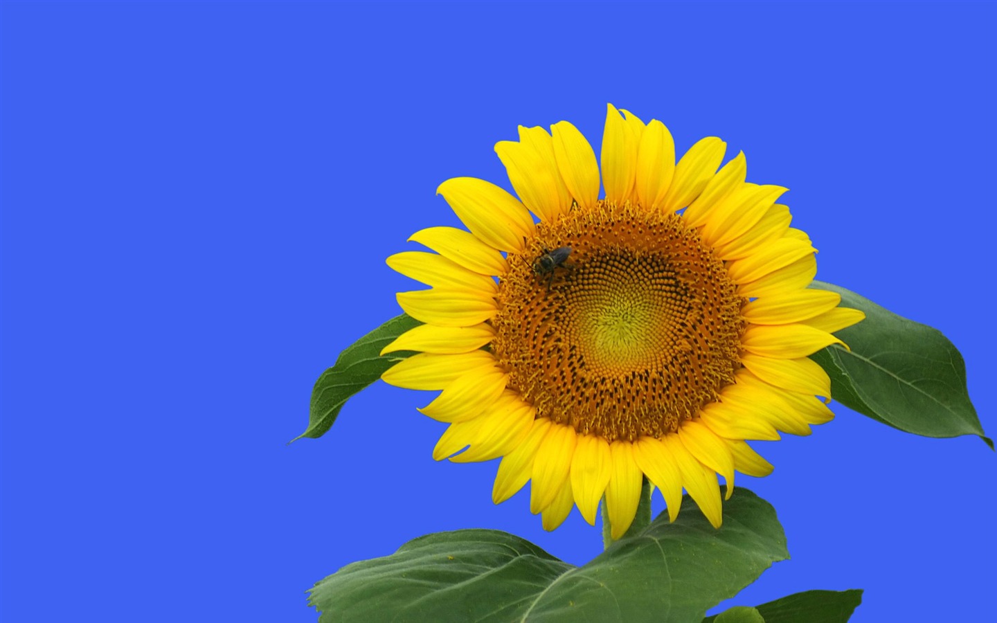 蜂花之戀壁紙專輯(三) #11 - 1440x900