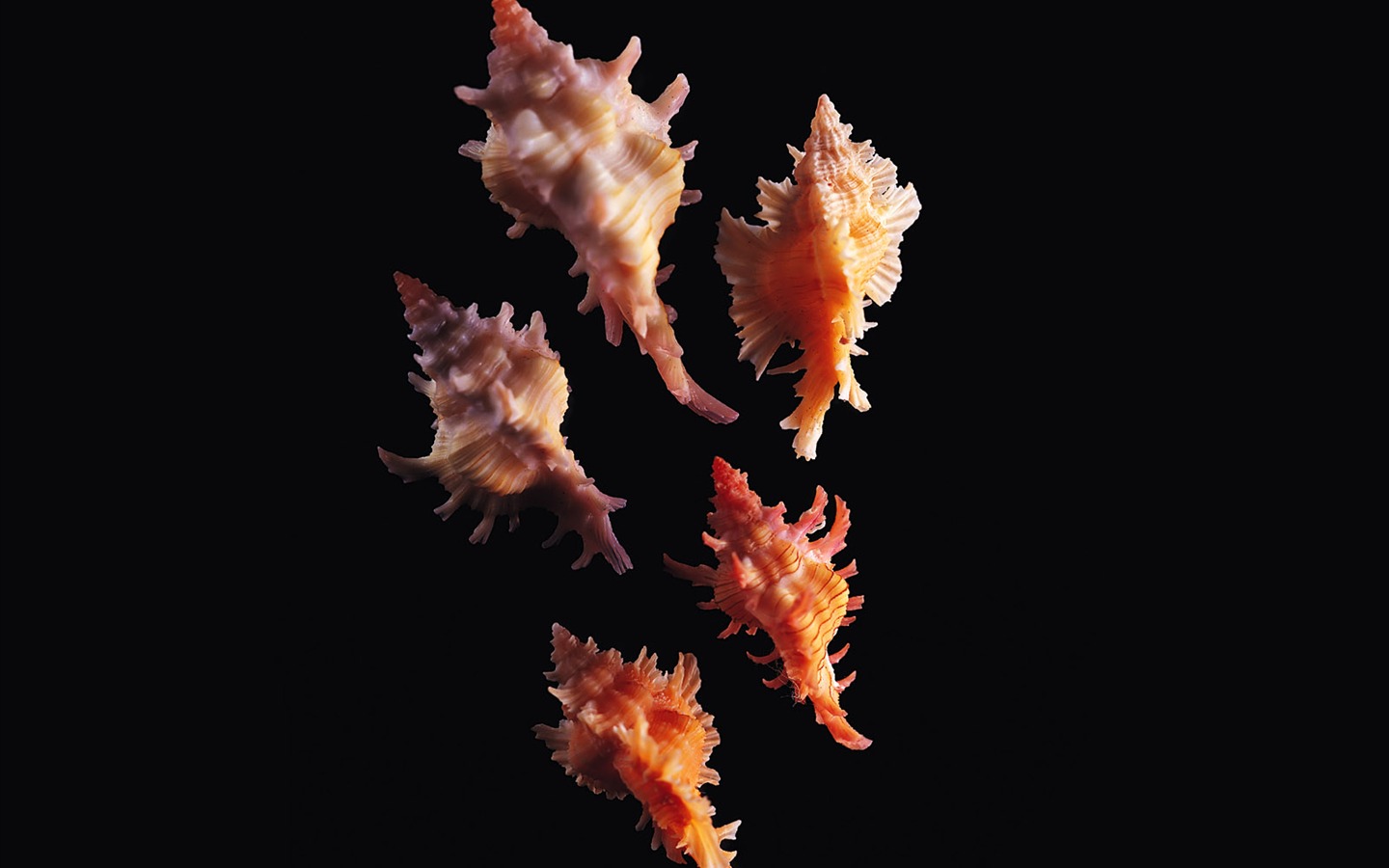 贝壳海螺壁纸专辑(一)10 - 1440x900
