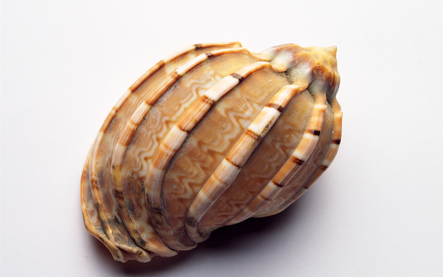Conch Shell wallpaper album (1) #11 - 1440x900
