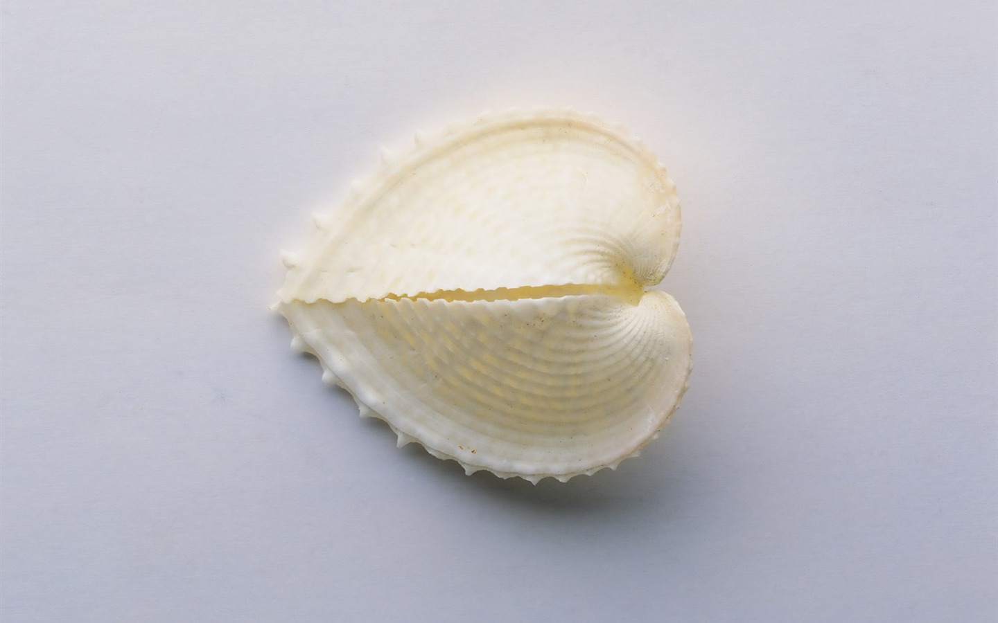 贝壳海螺壁纸专辑(一)12 - 1440x900