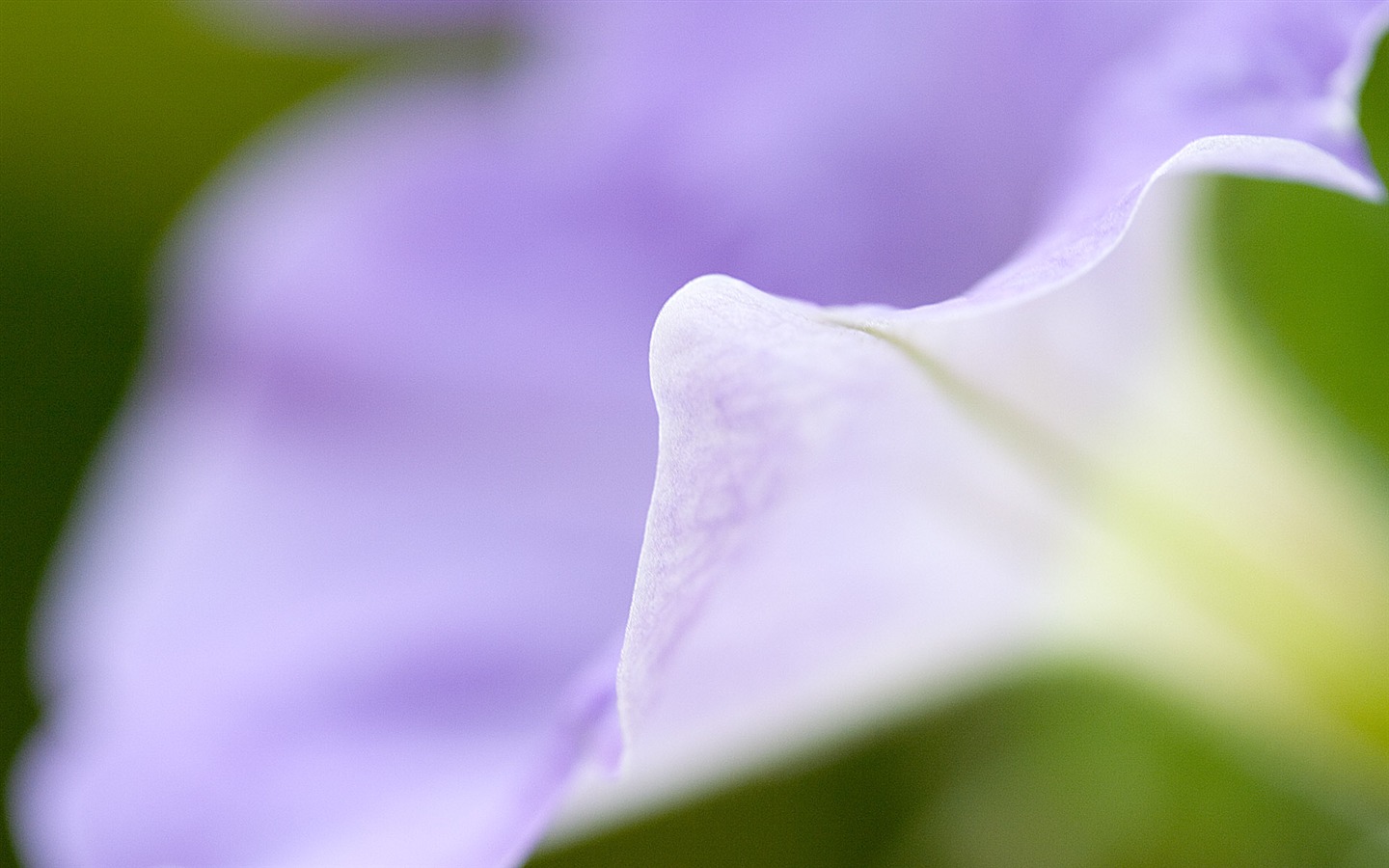 Fonds d'écran Fleurs étrangères Photographie #5 - 1440x900