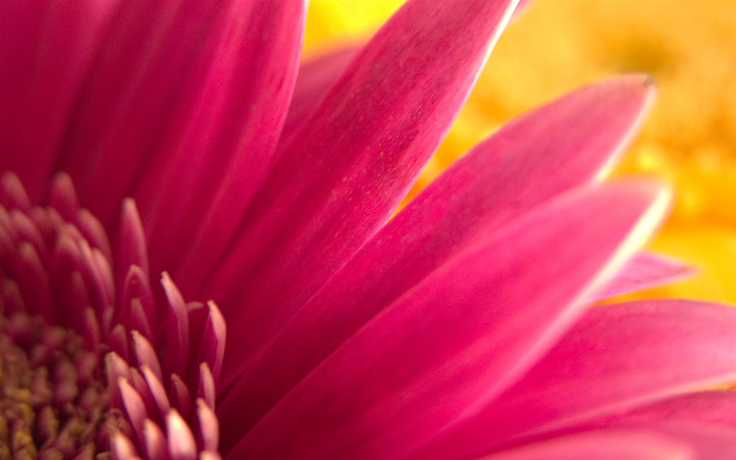 Fonds d'écran Fleurs étrangères Photographie #7 - 1440x900