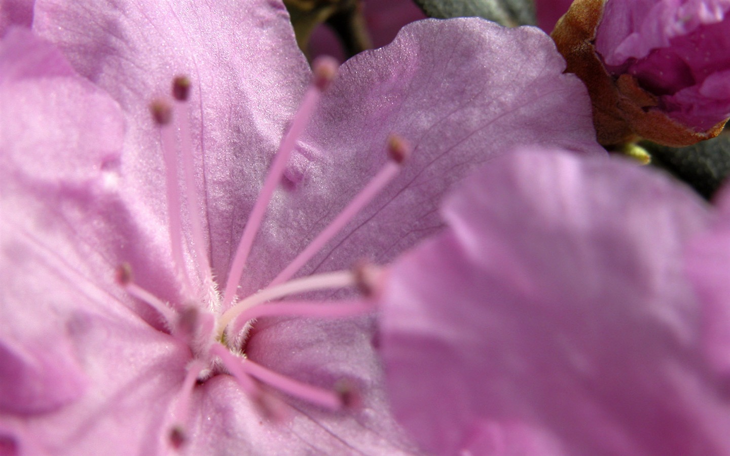 Fonds d'écran Fleurs étrangères Photographie #10 - 1440x900