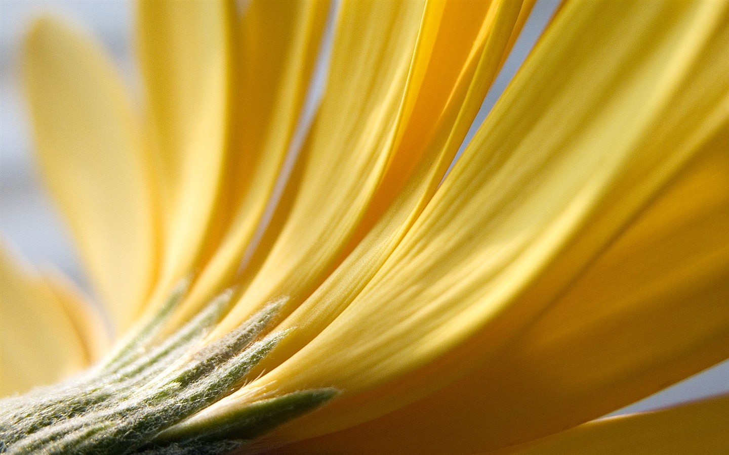 Fonds d'écran Fleurs étrangères Photographie #11 - 1440x900