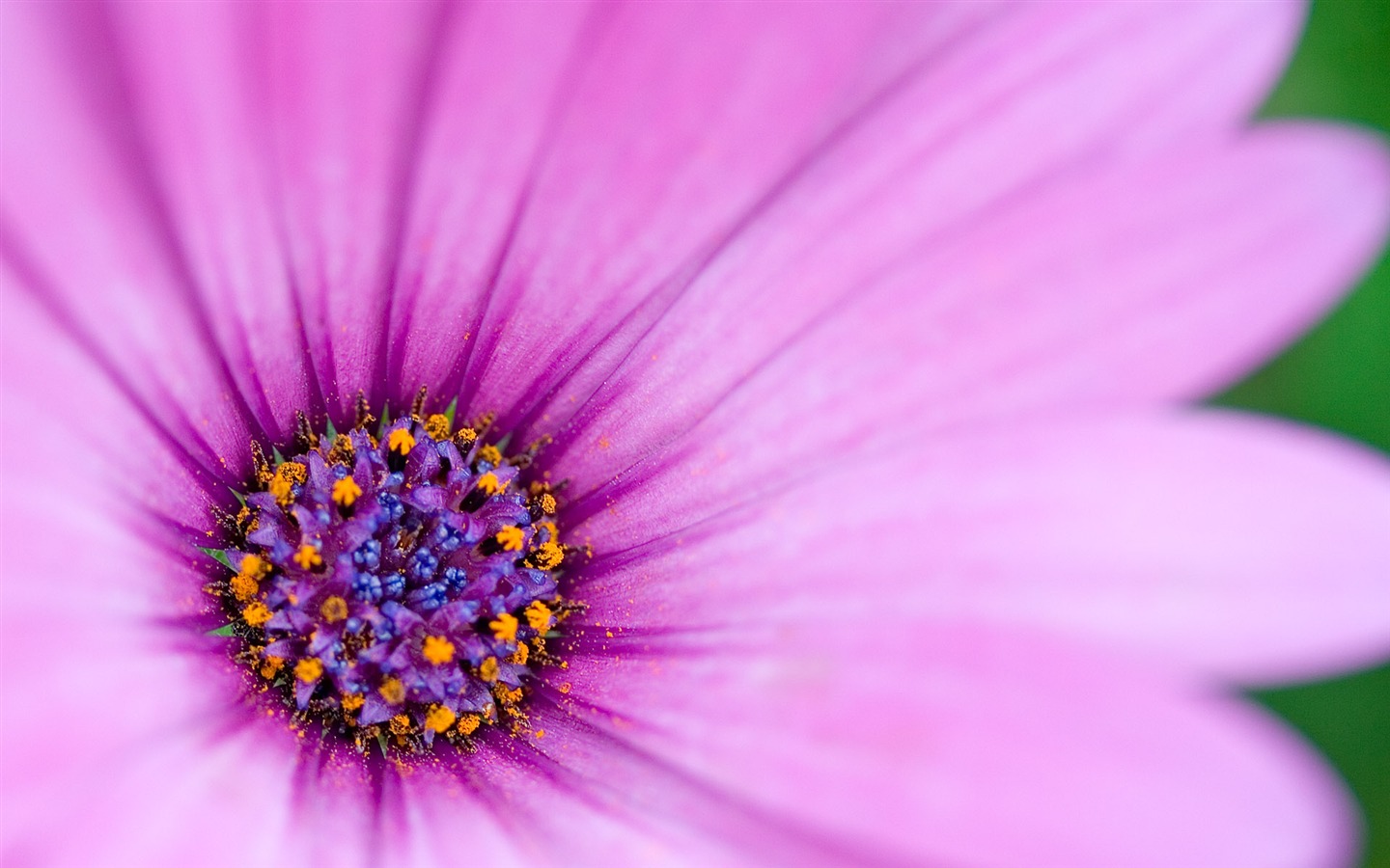 Fonds d'écran Fleurs étrangères Photographie #16 - 1440x900