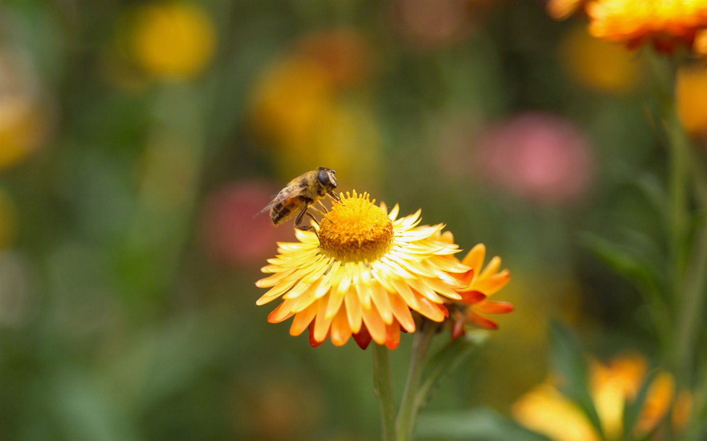 Amor Abeja Flor fondo de pantalla (4) #15 - 1440x900