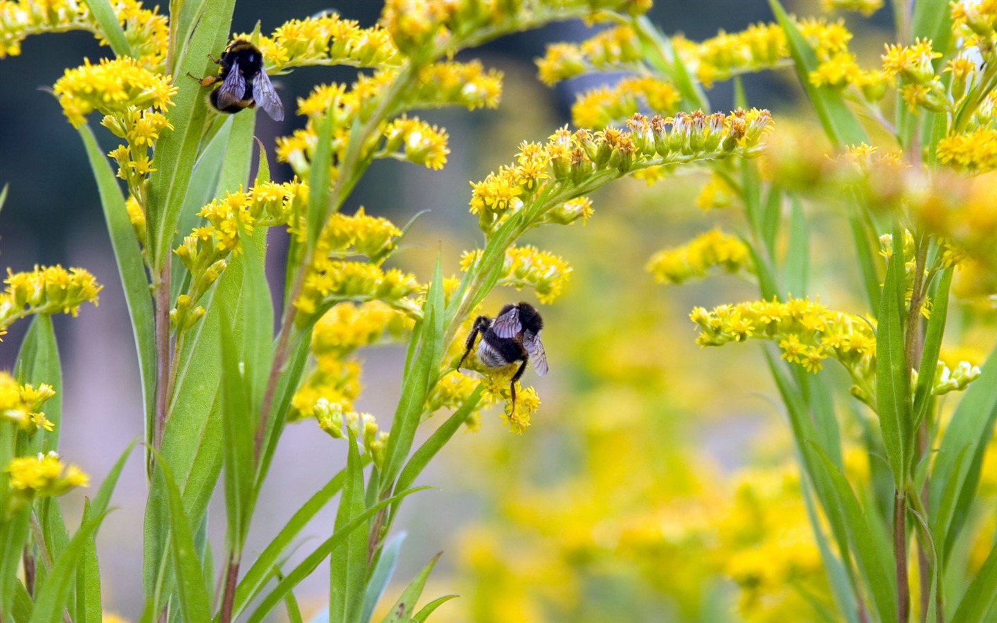 Love Bee Flower Wallpaper (4) #16 - 1440x900