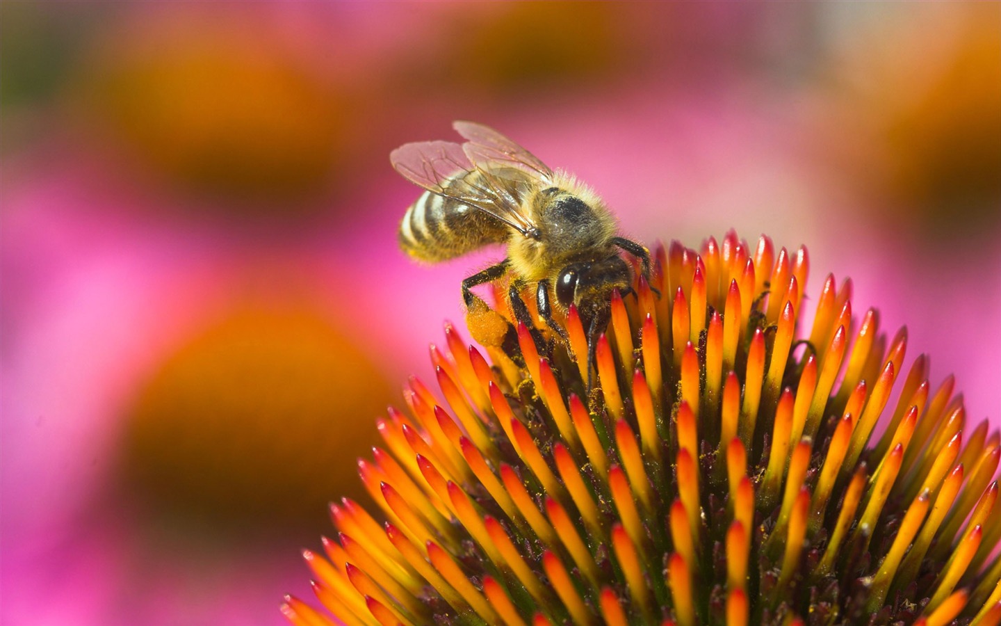 Love Bee Flower Wallpaper (4) #20 - 1440x900