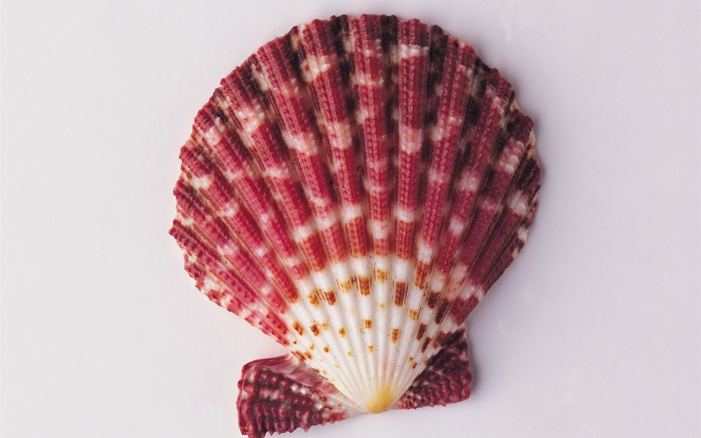 Conch Shell wallpaper album (2) #2 - 1440x900