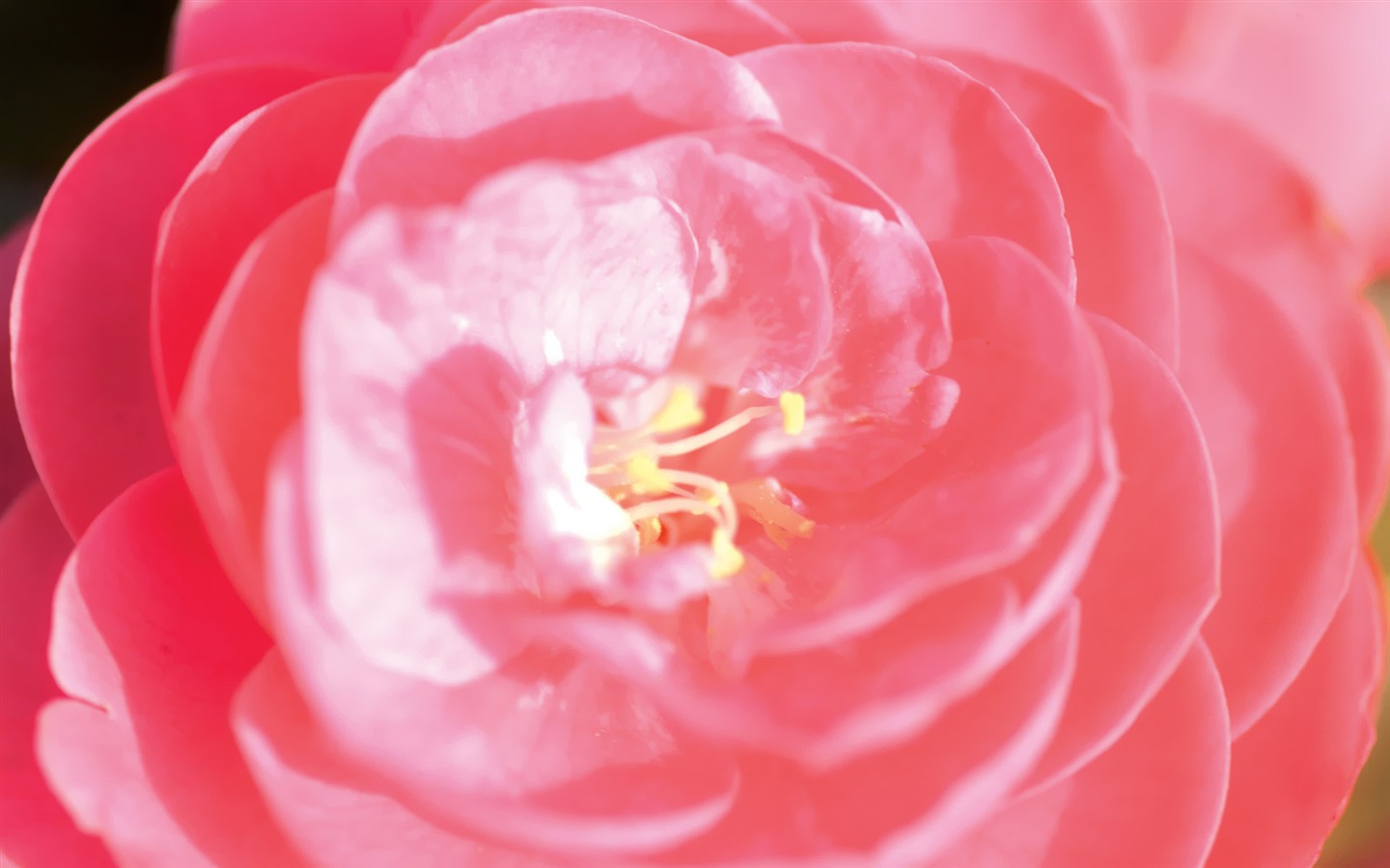 대한민국 꽃 용지의 HD #17 - 1440x900