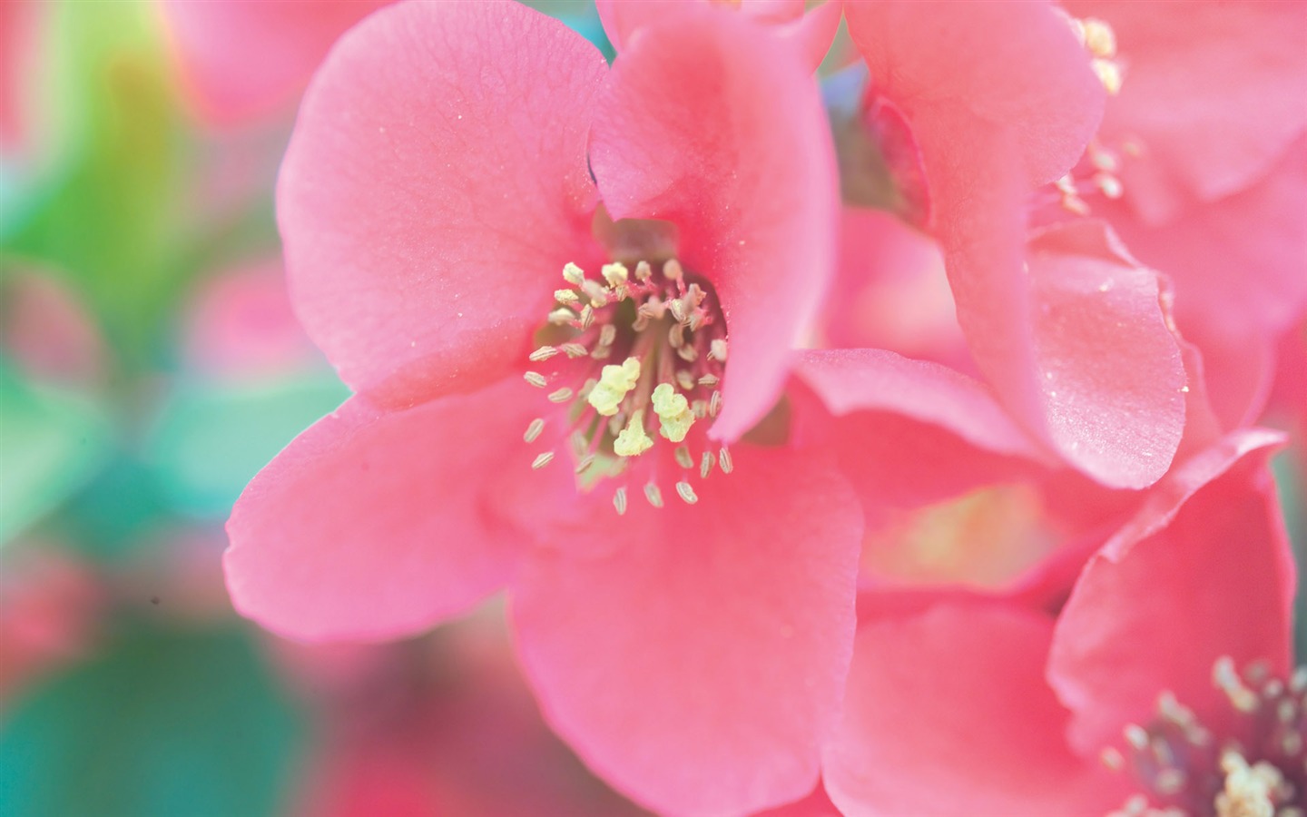 Fleurs Corée du Sud HD Livre #20 - 1440x900