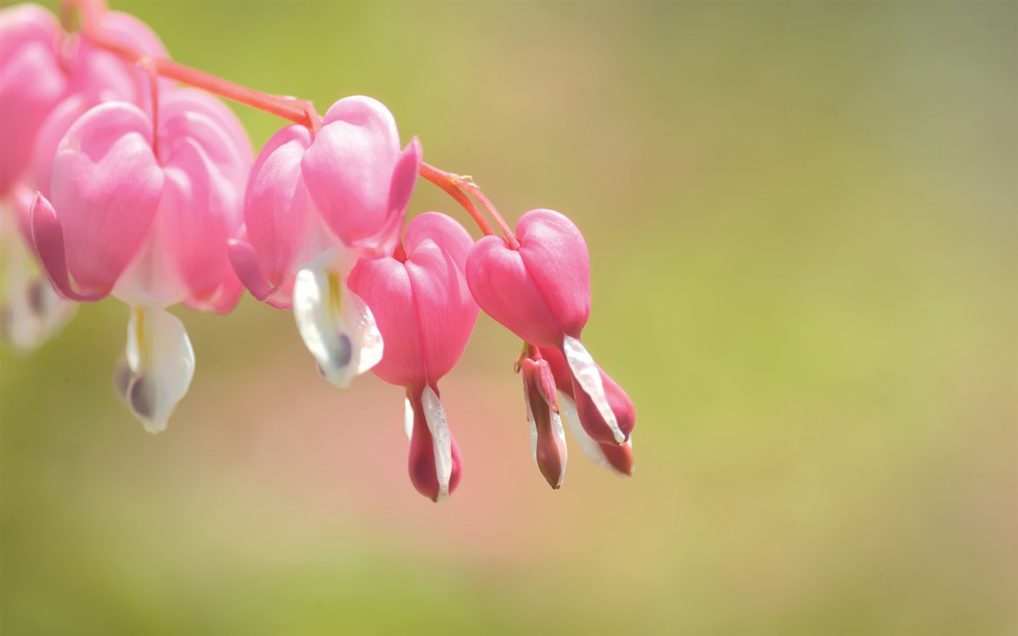 韓國花卉攝影高清紙 #28 - 1440x900
