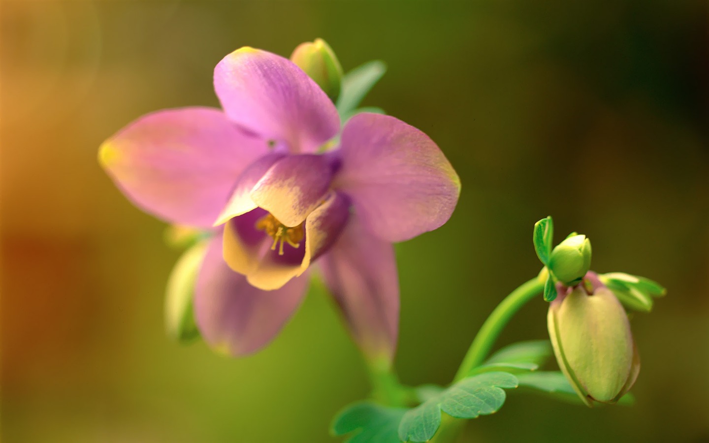 韓國花卉攝影高清紙 #35 - 1440x900