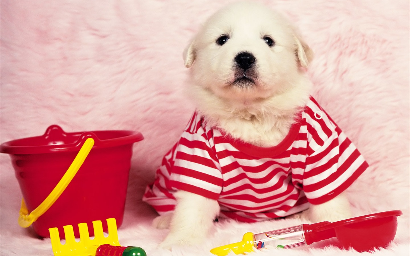 1600 dog photo wallpaper (8) #8 - 1440x900