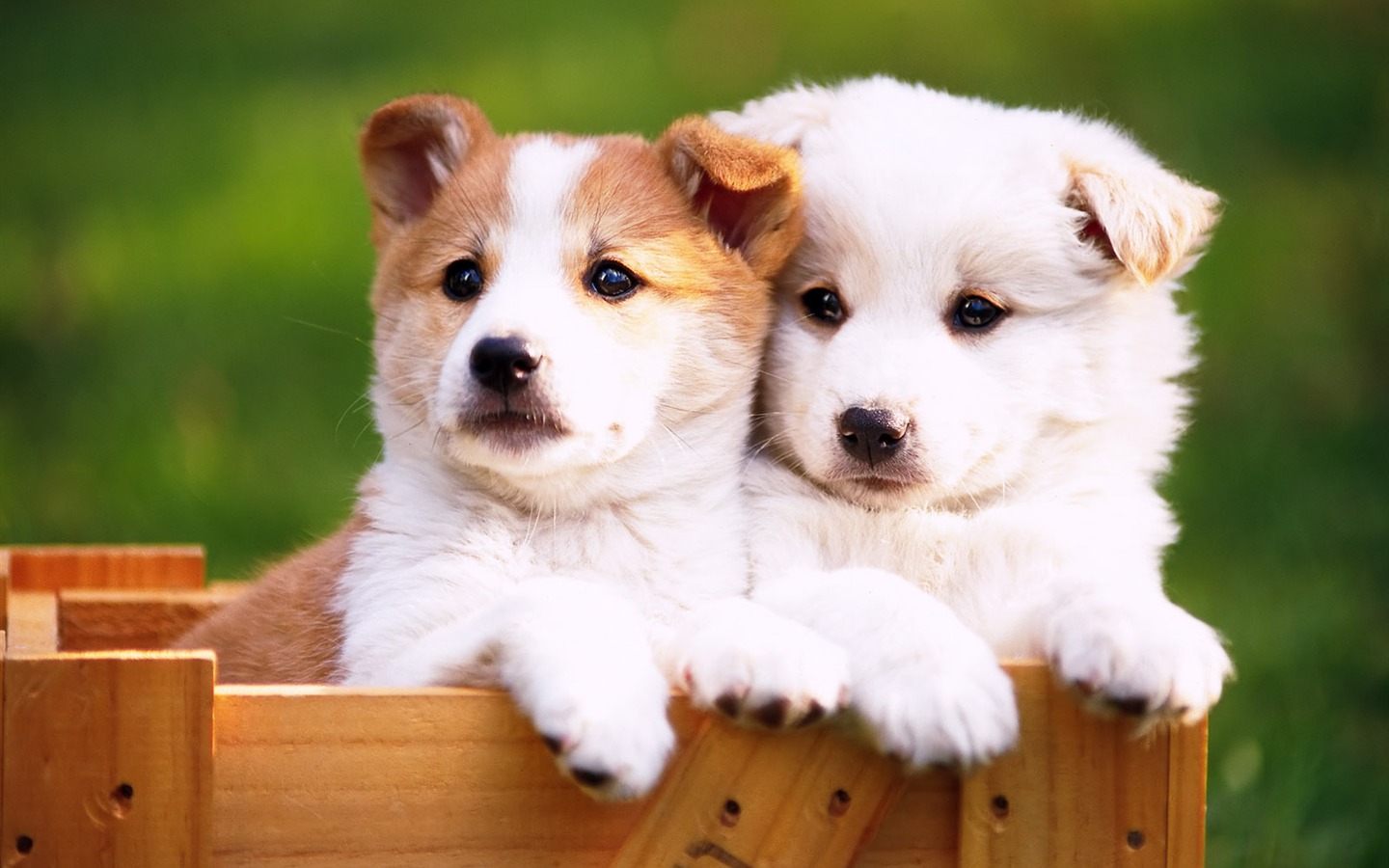 1600 dog photo wallpaper (8) #10 - 1440x900