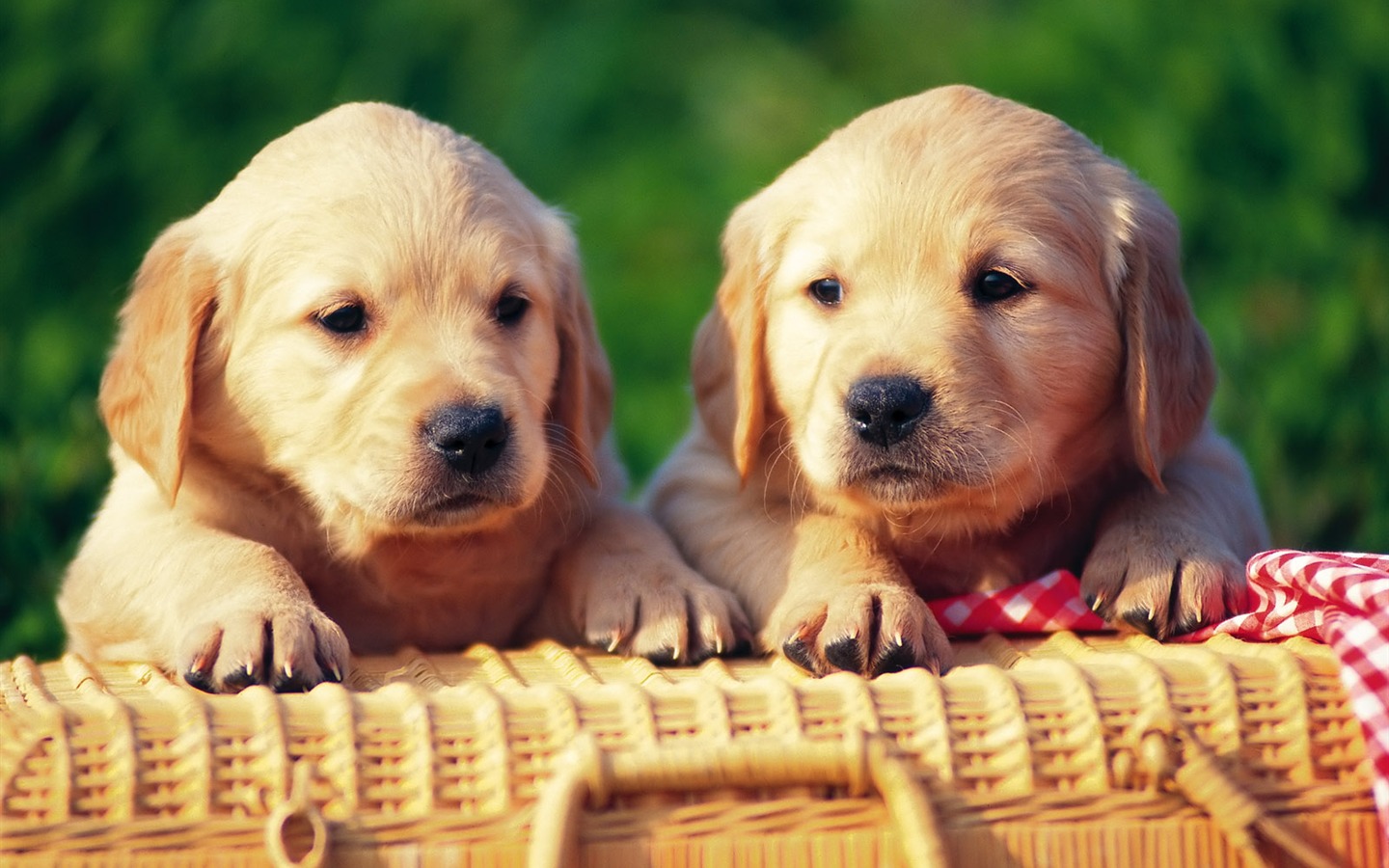 1600 dog photo wallpaper (8) #12 - 1440x900