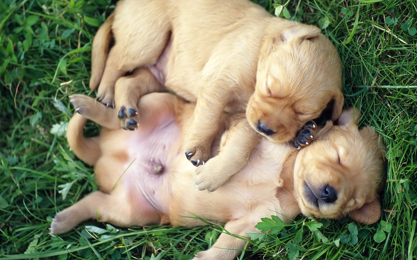 1600 dog photo wallpaper (8) #14 - 1440x900