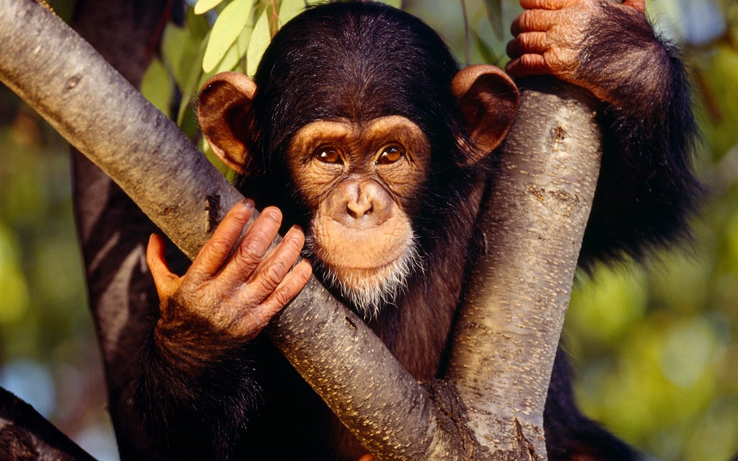 Monkey orangutan tapety (1) #10 - 1440x900