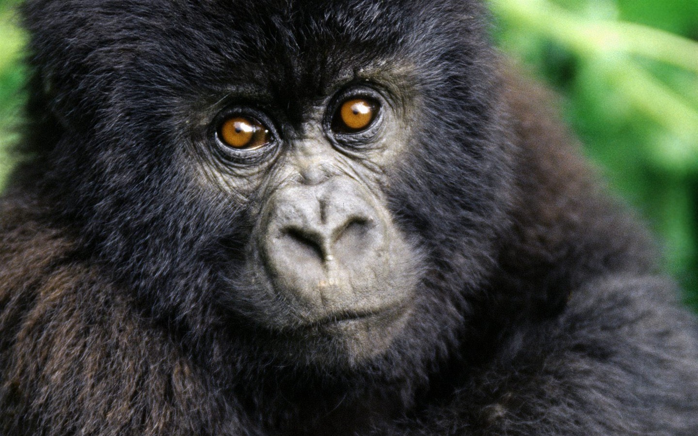 Monkey orangutan tapety (1) #15 - 1440x900