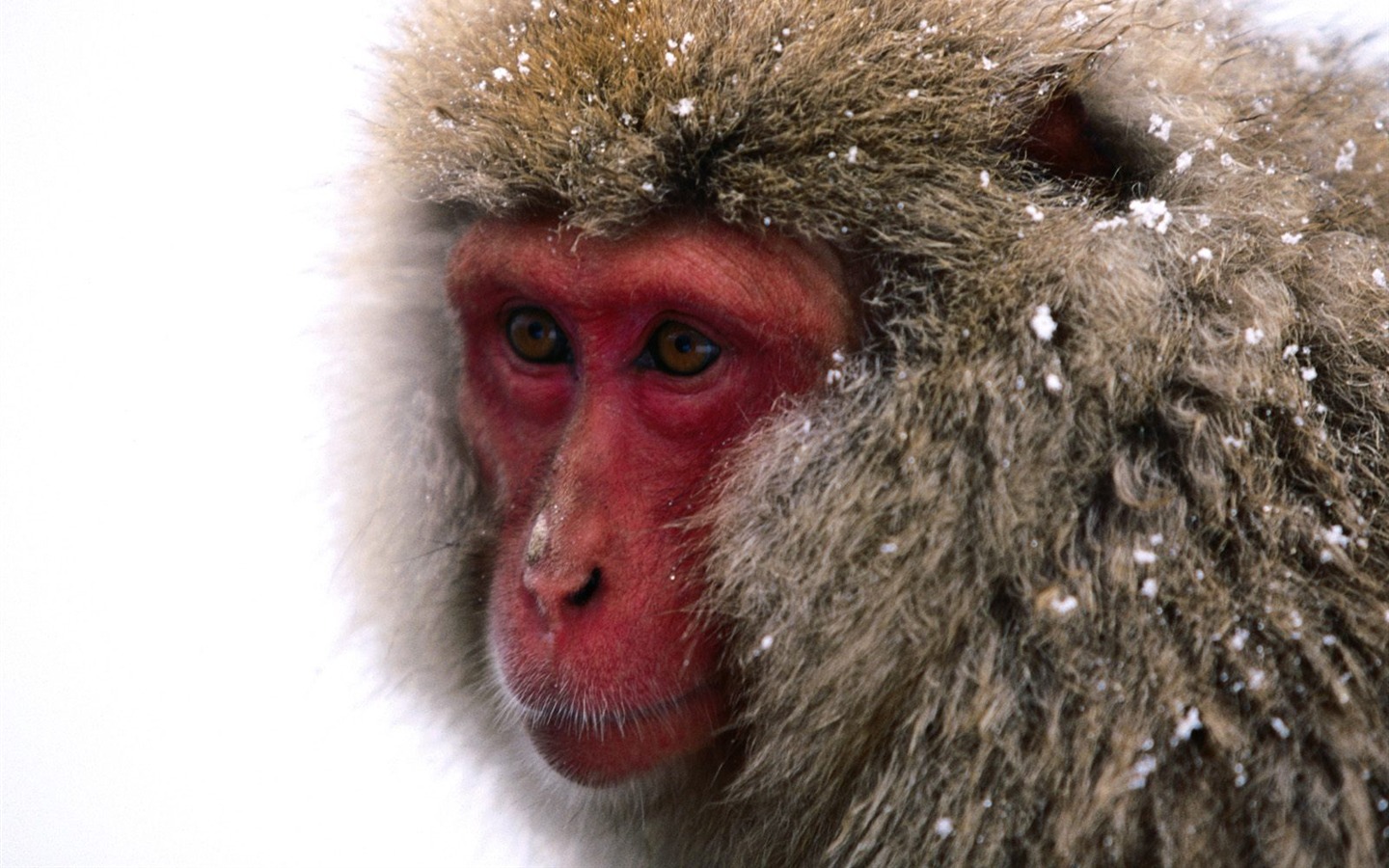 Fond d'écran orang-outan singe (1) #17 - 1440x900