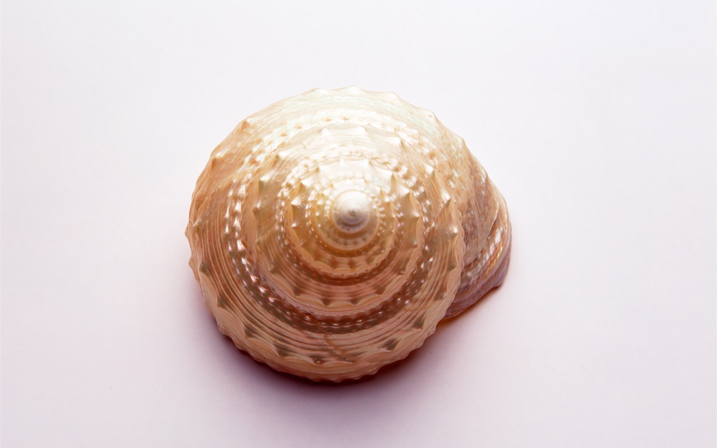 Conch Shell Tapete Album (3) #9 - 1440x900
