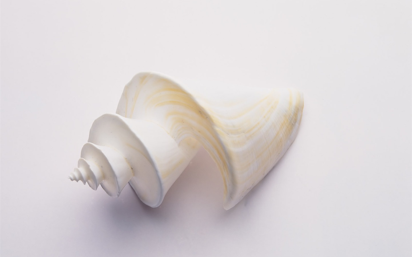 Conch Shell wallpaper album (3) #10 - 1440x900