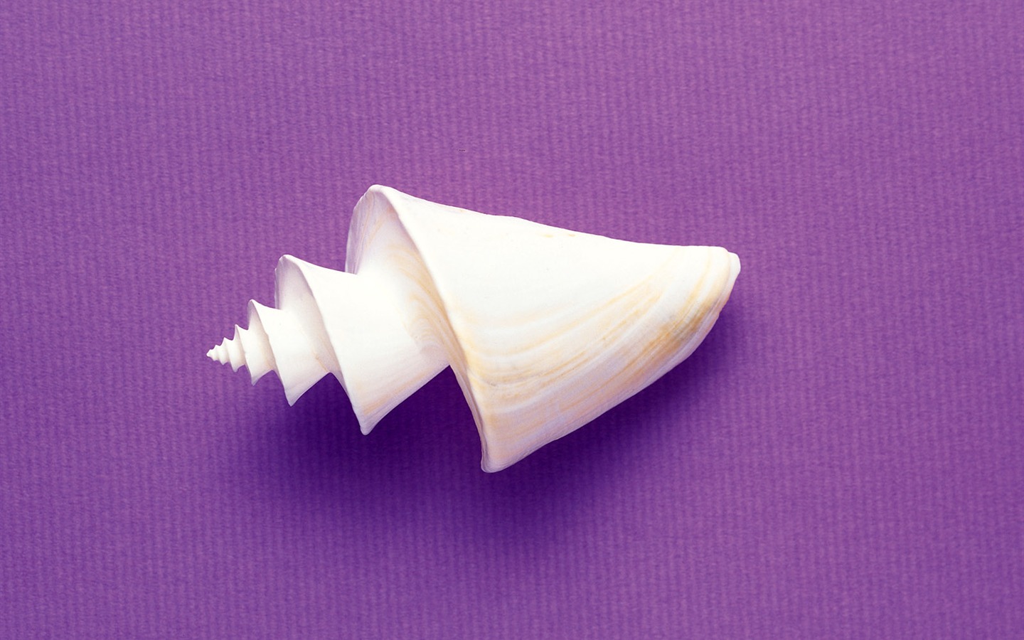 Conch Shell wallpaper album (3) #15 - 1440x900