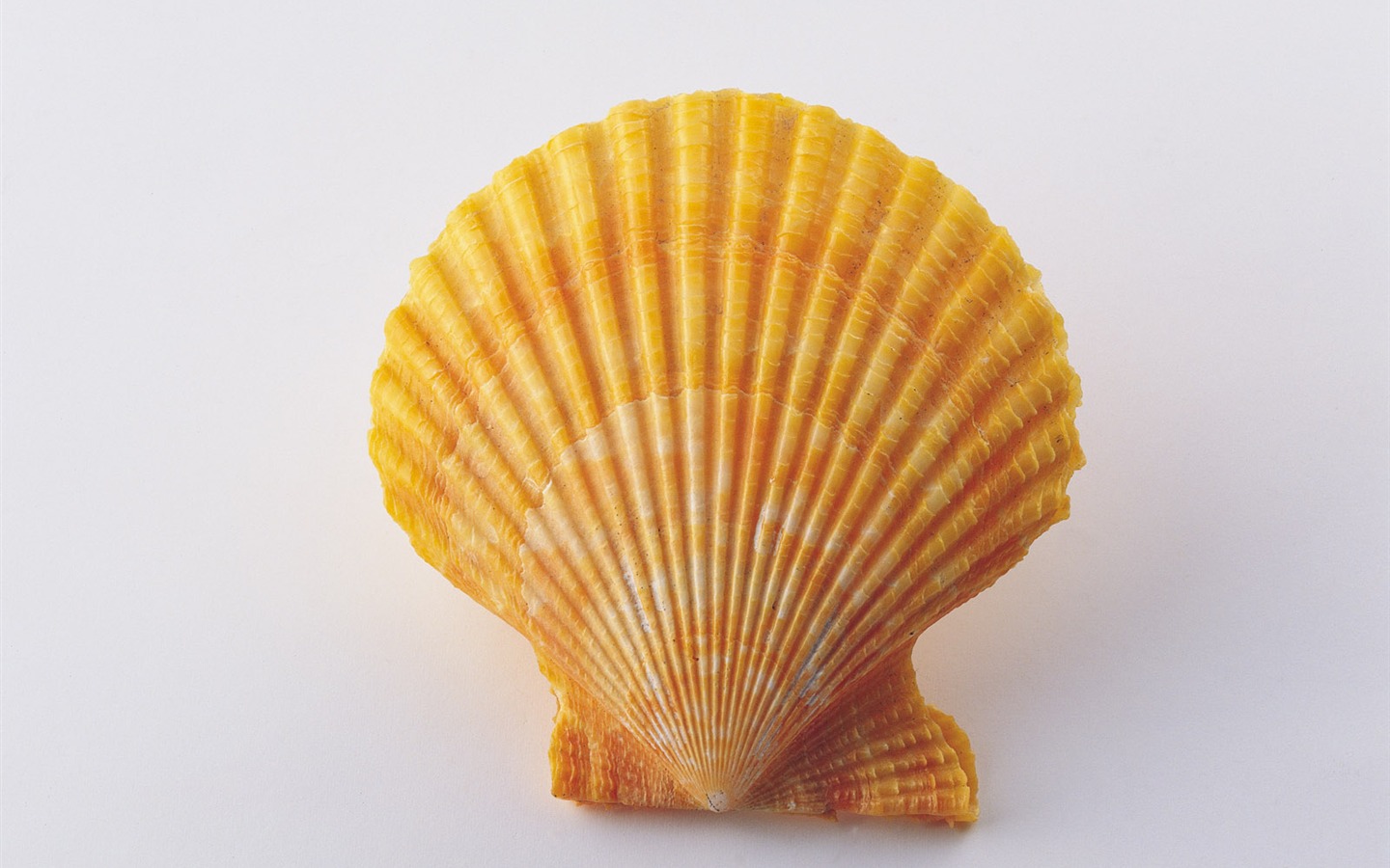 Conch Shell wallpaper album (3) #16 - 1440x900