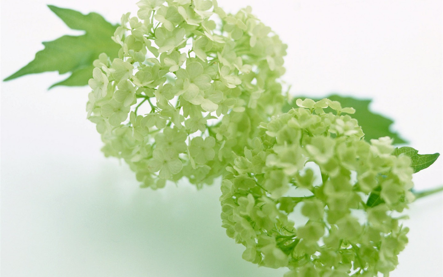 鮮花特寫(24) #5 - 1440x900