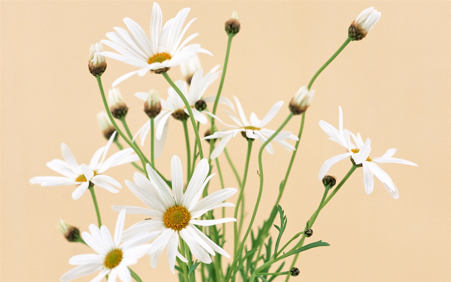 꽃 와이드 스크린 배경 #26 - 1440x900
