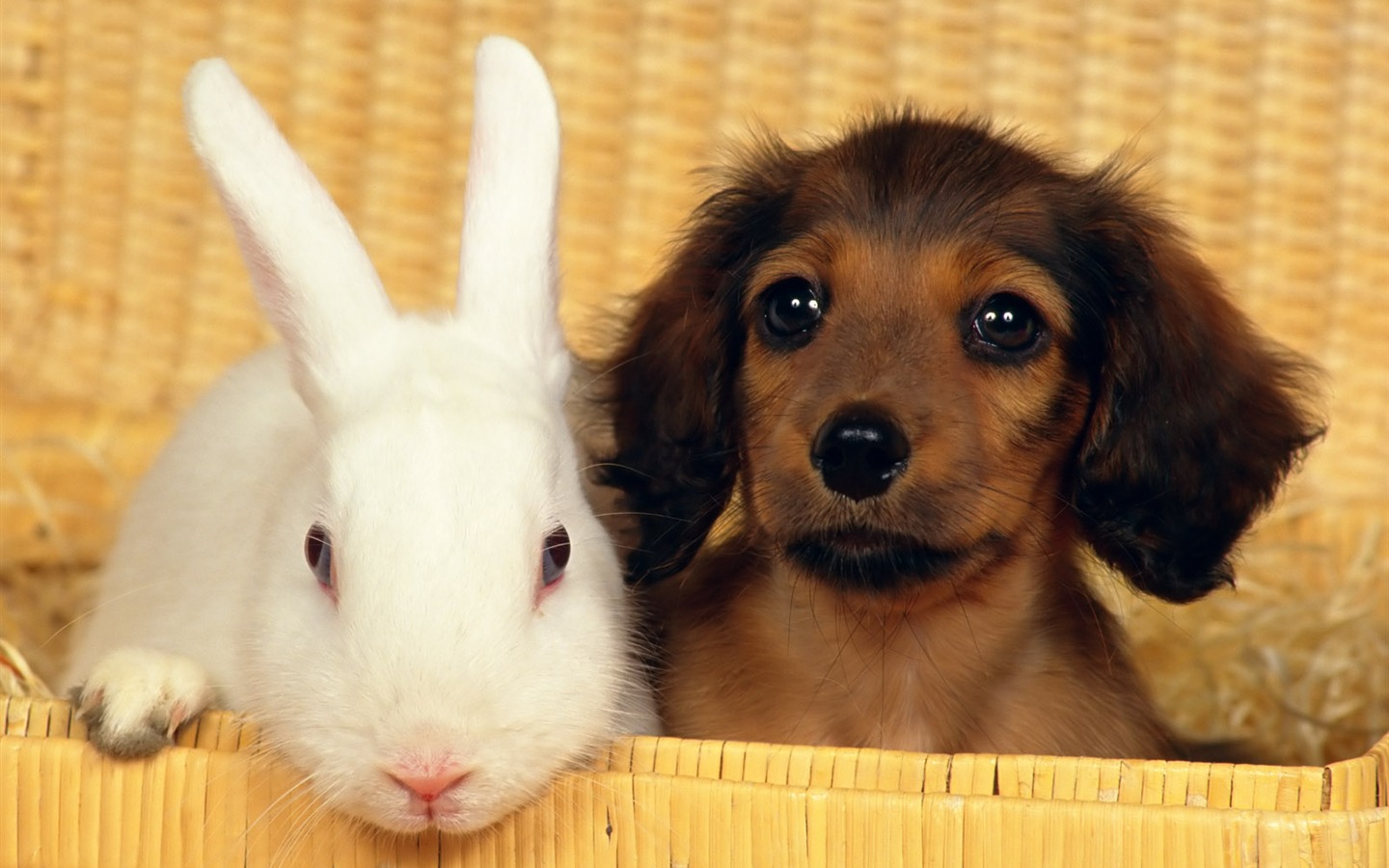 1600 dog photo wallpaper (9) #5 - 1440x900