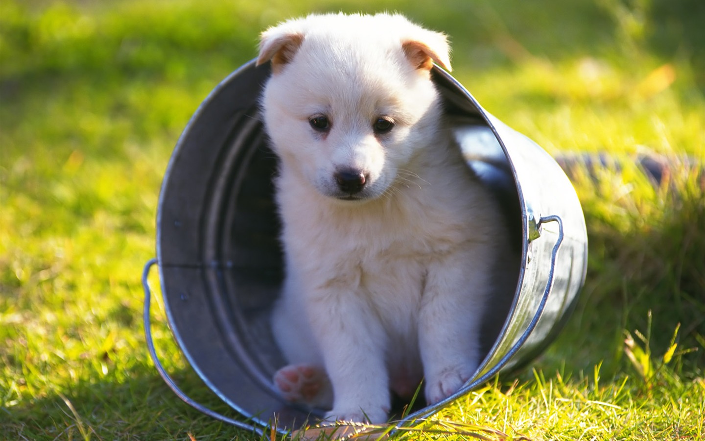 1600 dog photo wallpaper (9) #11 - 1440x900