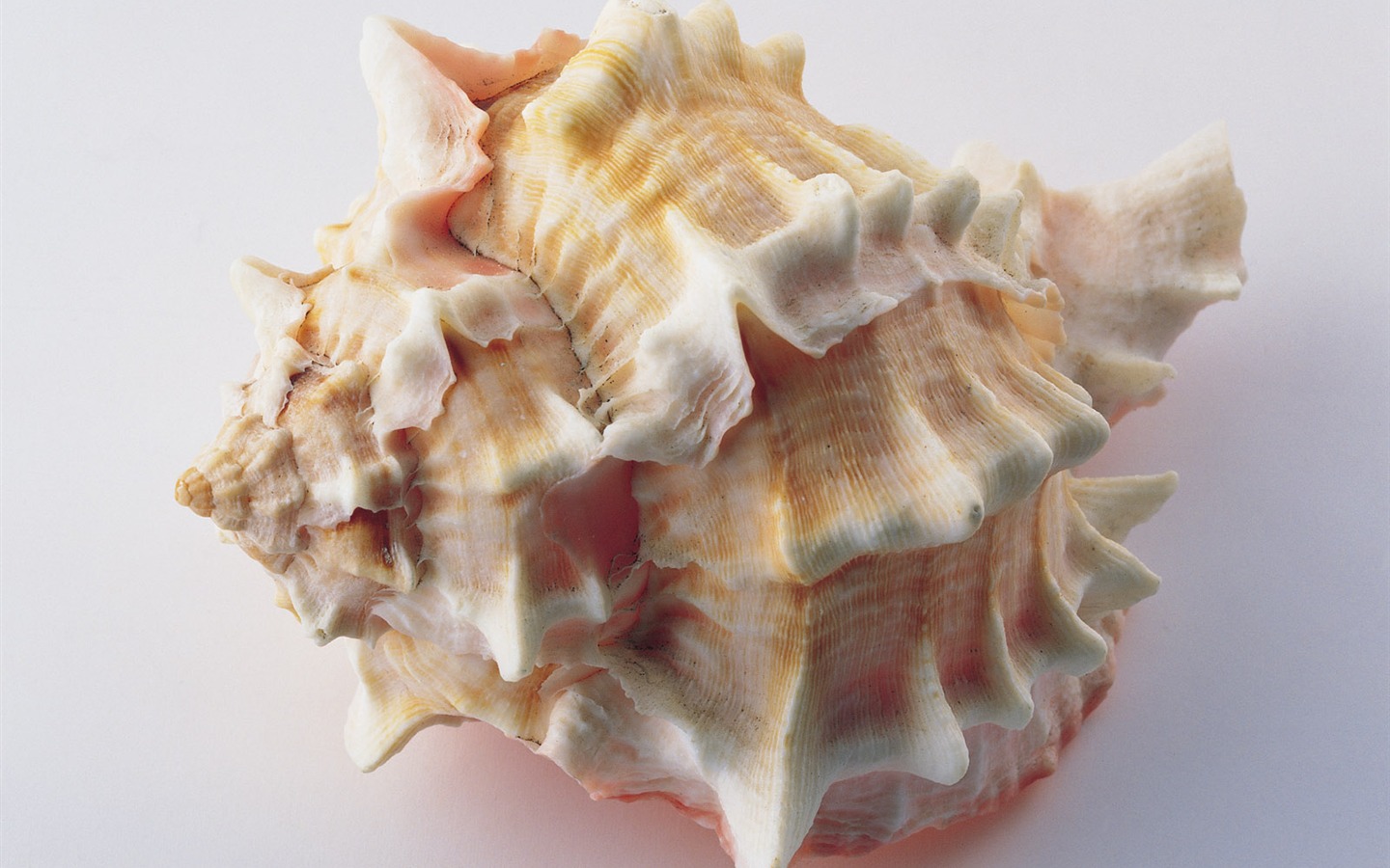 Conch Shell wallpaper album (4) #6 - 1440x900