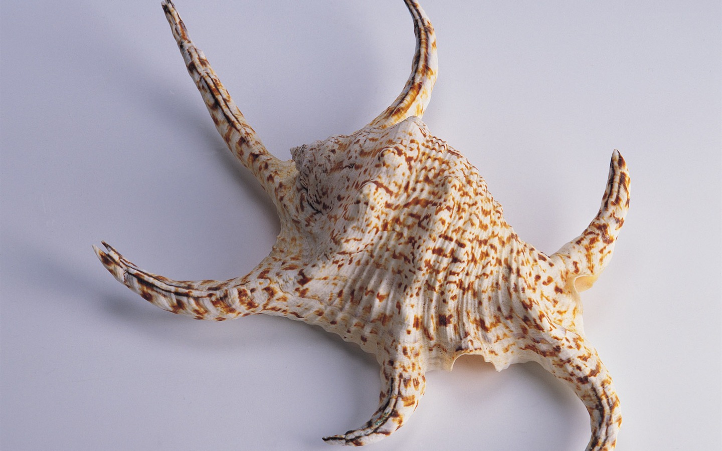 Conch Shell wallpaper album (4) #10 - 1440x900