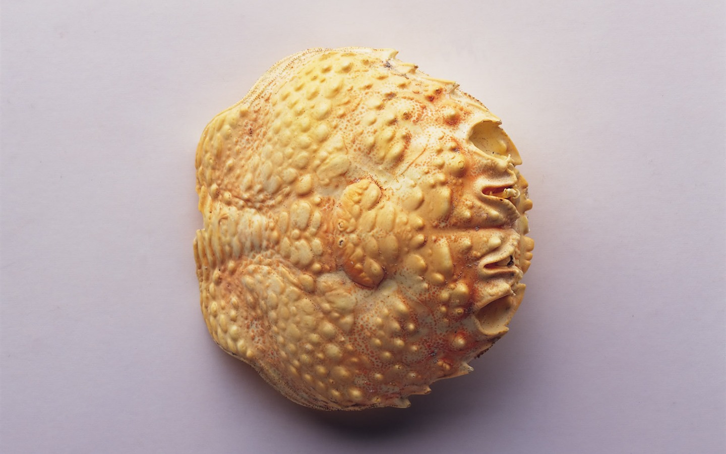 Conch Shell Tapete Album (4) #13 - 1440x900
