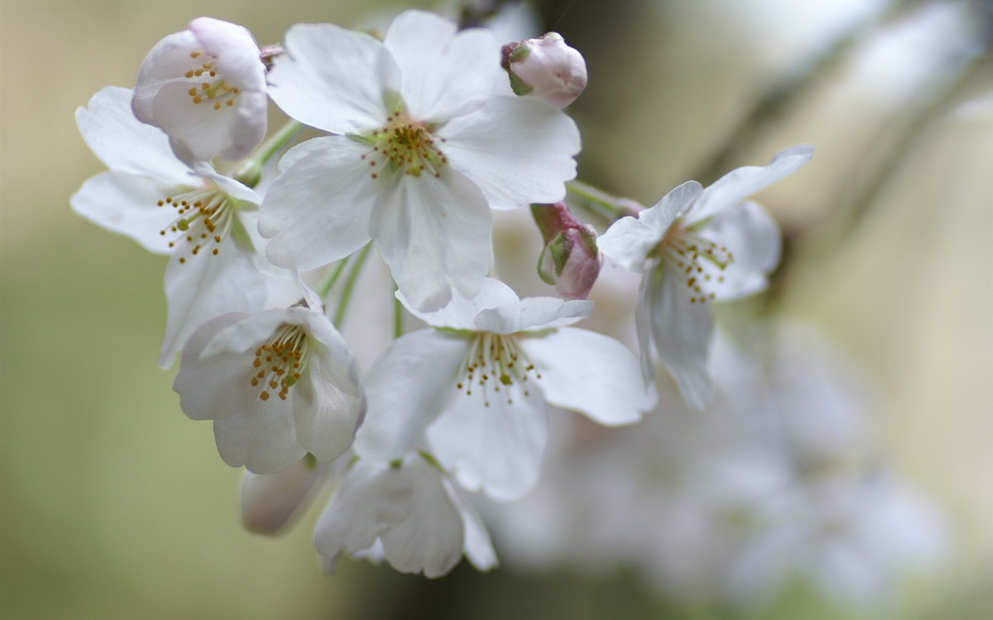 Personal Flowers Wallpapers (2) #3 - 1440x900