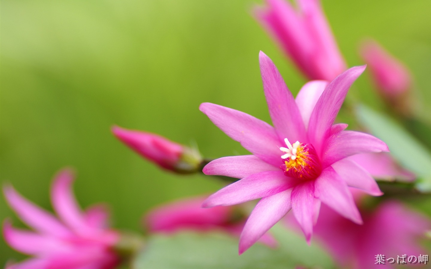 個人花卉攝影壁紙(二) #4 - 1440x900
