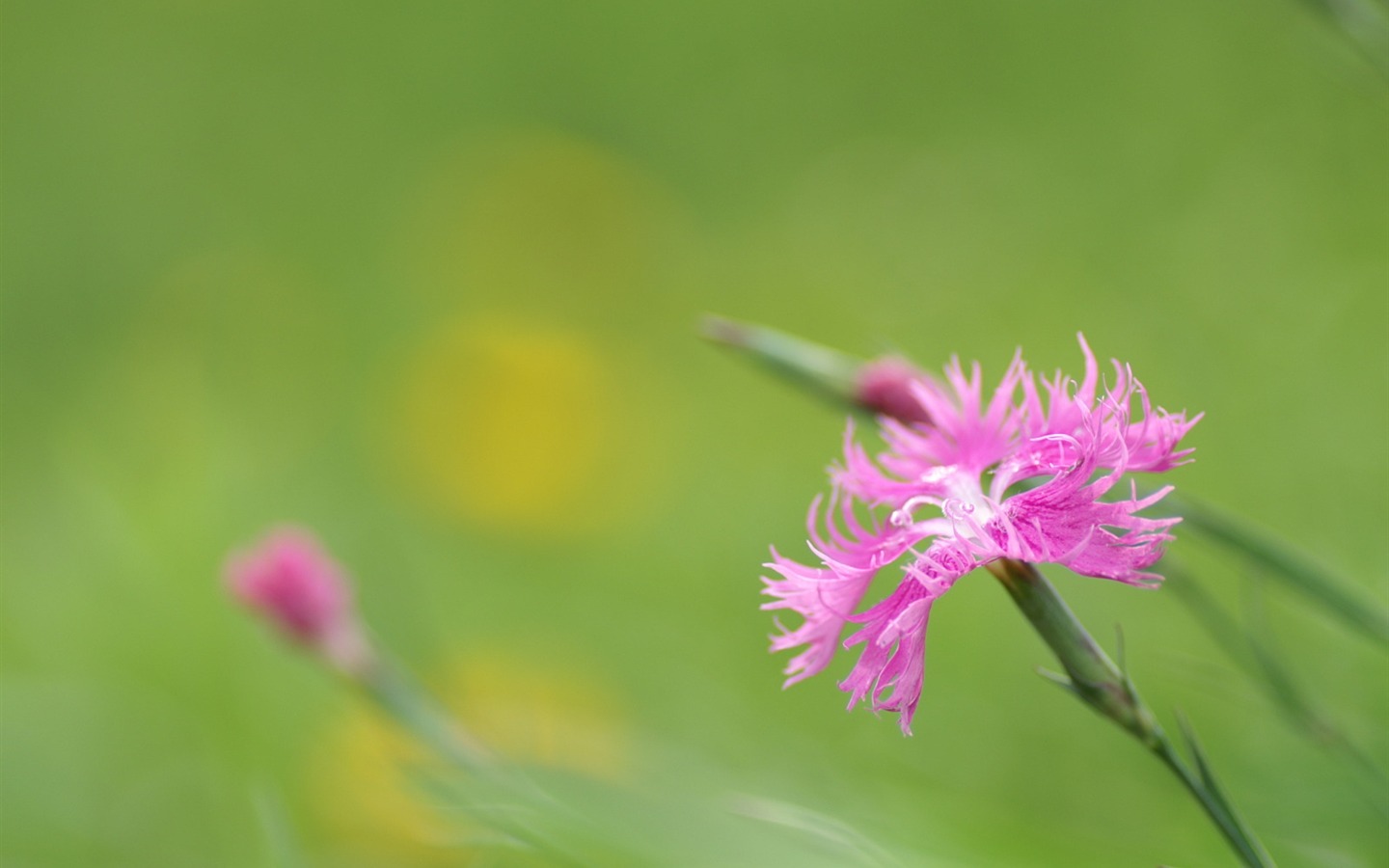 個人の花の壁紙(2) #13 - 1440x900