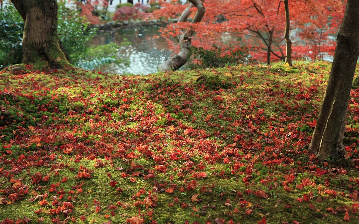 枫叶铺满地 壁纸1 - 1440x900