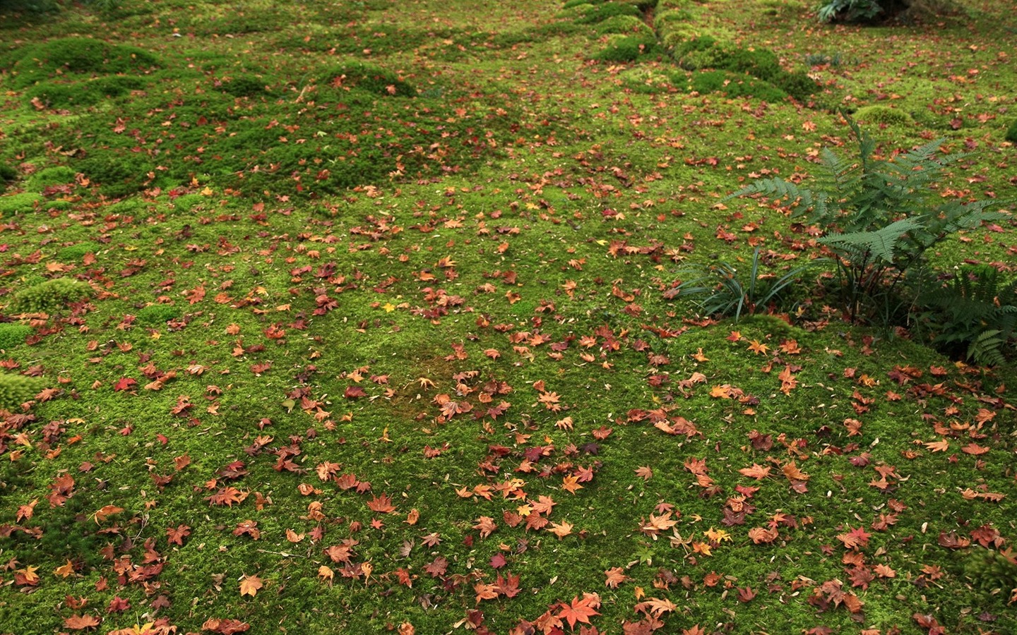 Maple Leaf Tapete gepflasterten Weg #7 - 1440x900