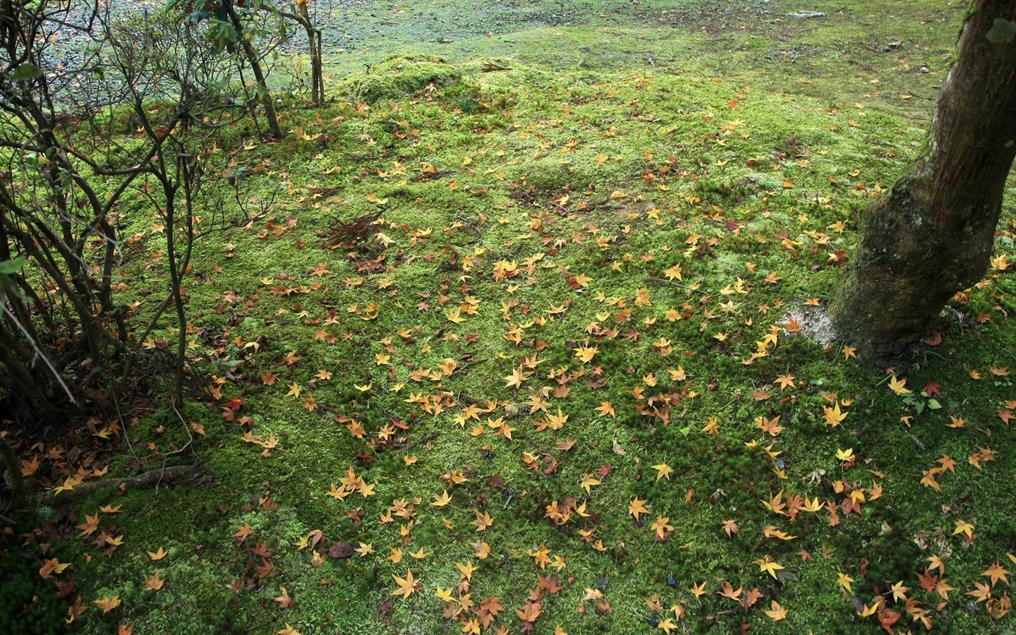 Maple Leaf Tapete gepflasterten Weg #8 - 1440x900