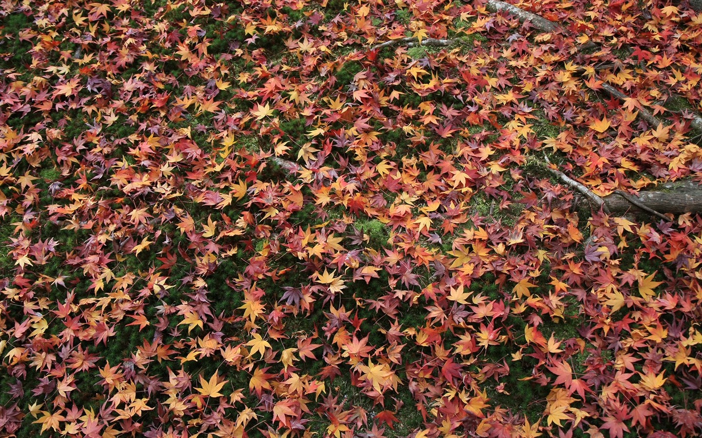 Maple Leaf Tapete gepflasterten Weg #11 - 1440x900