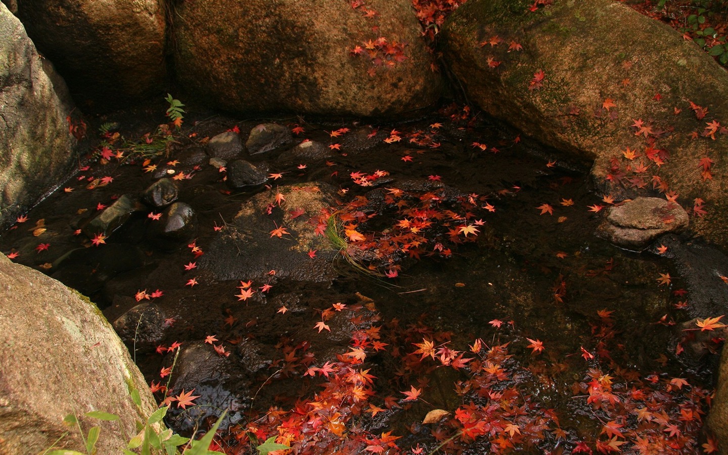 Maple Leaf Tapete gepflasterten Weg #14 - 1440x900