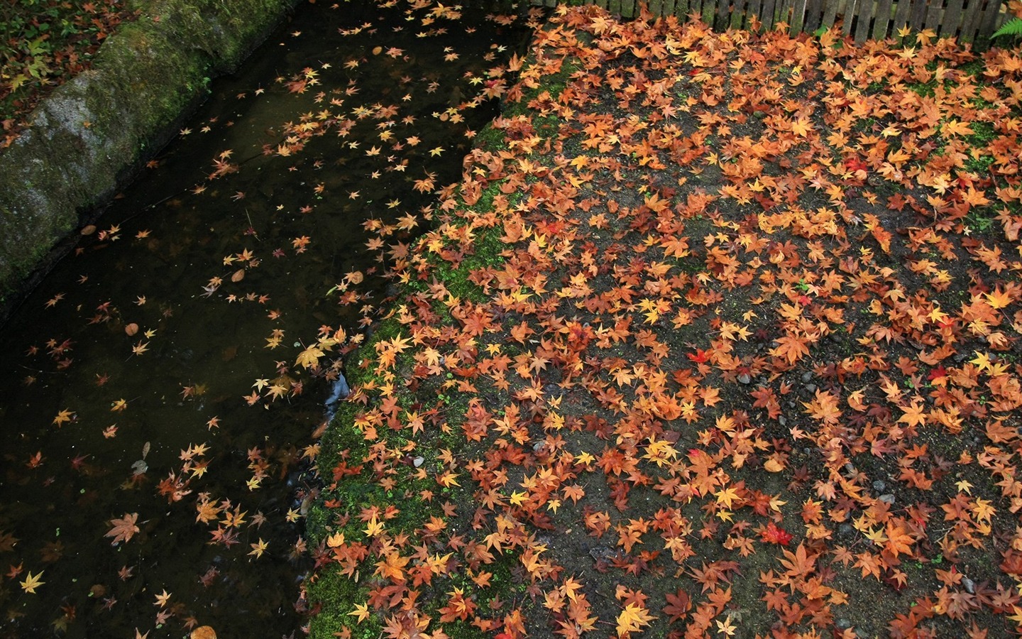 Maple Leaf Tapete gepflasterten Weg #18 - 1440x900