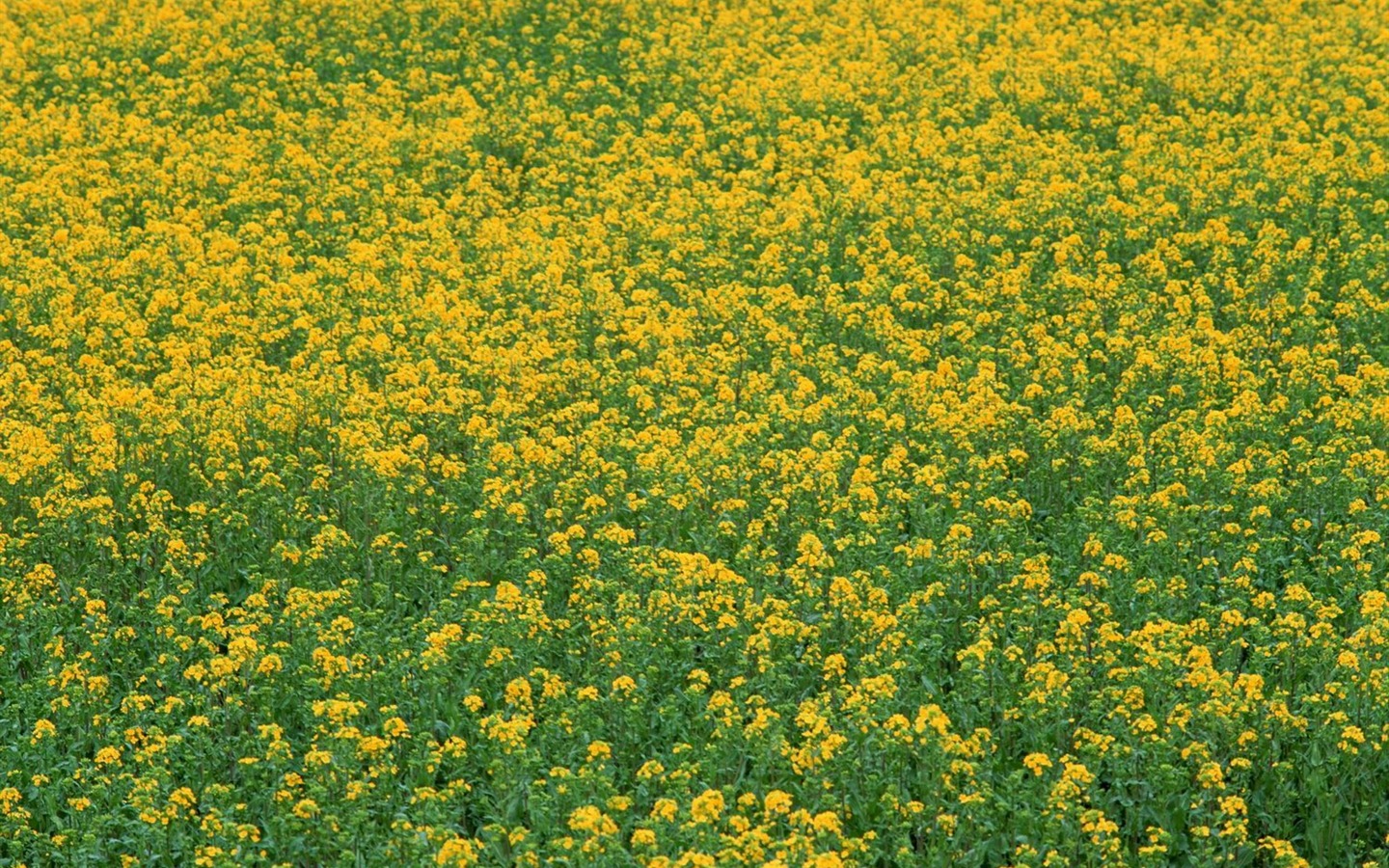 自然風光精選(十) #2 - 1440x900