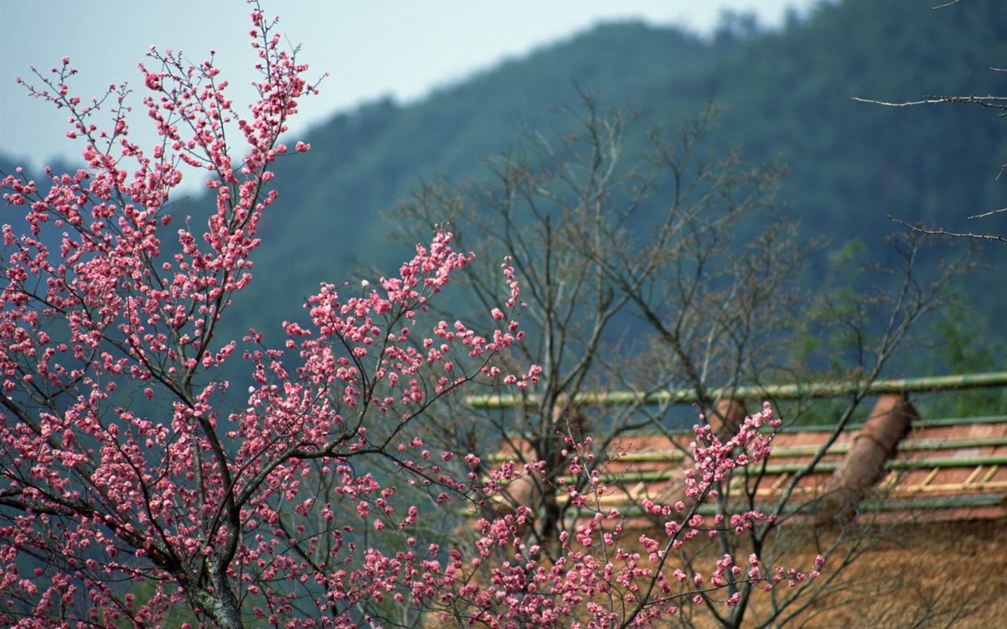 自然風光精選(十) #4 - 1440x900