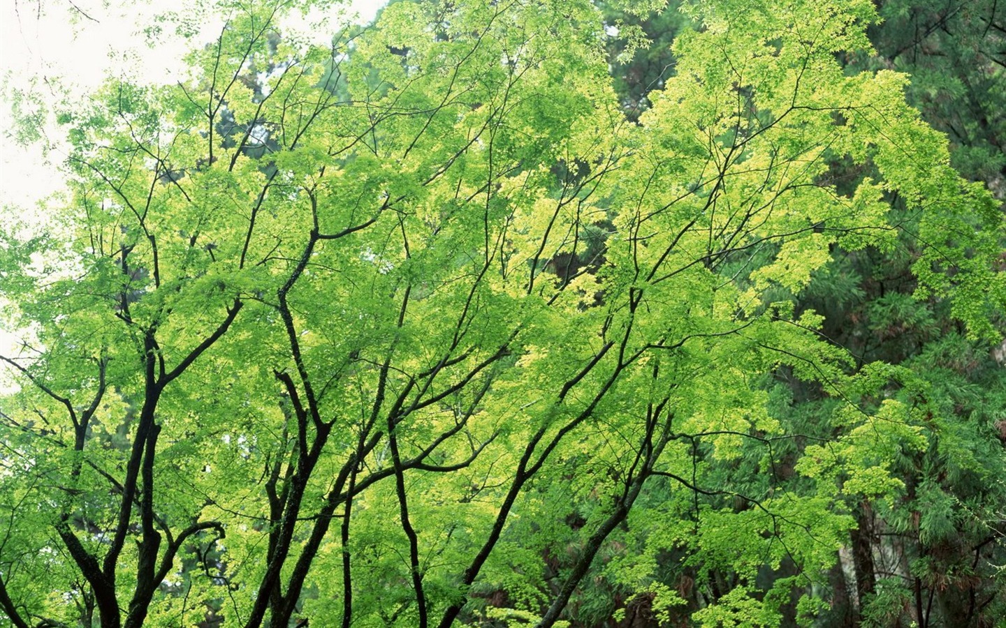 自然風光精選(十) #20 - 1440x900