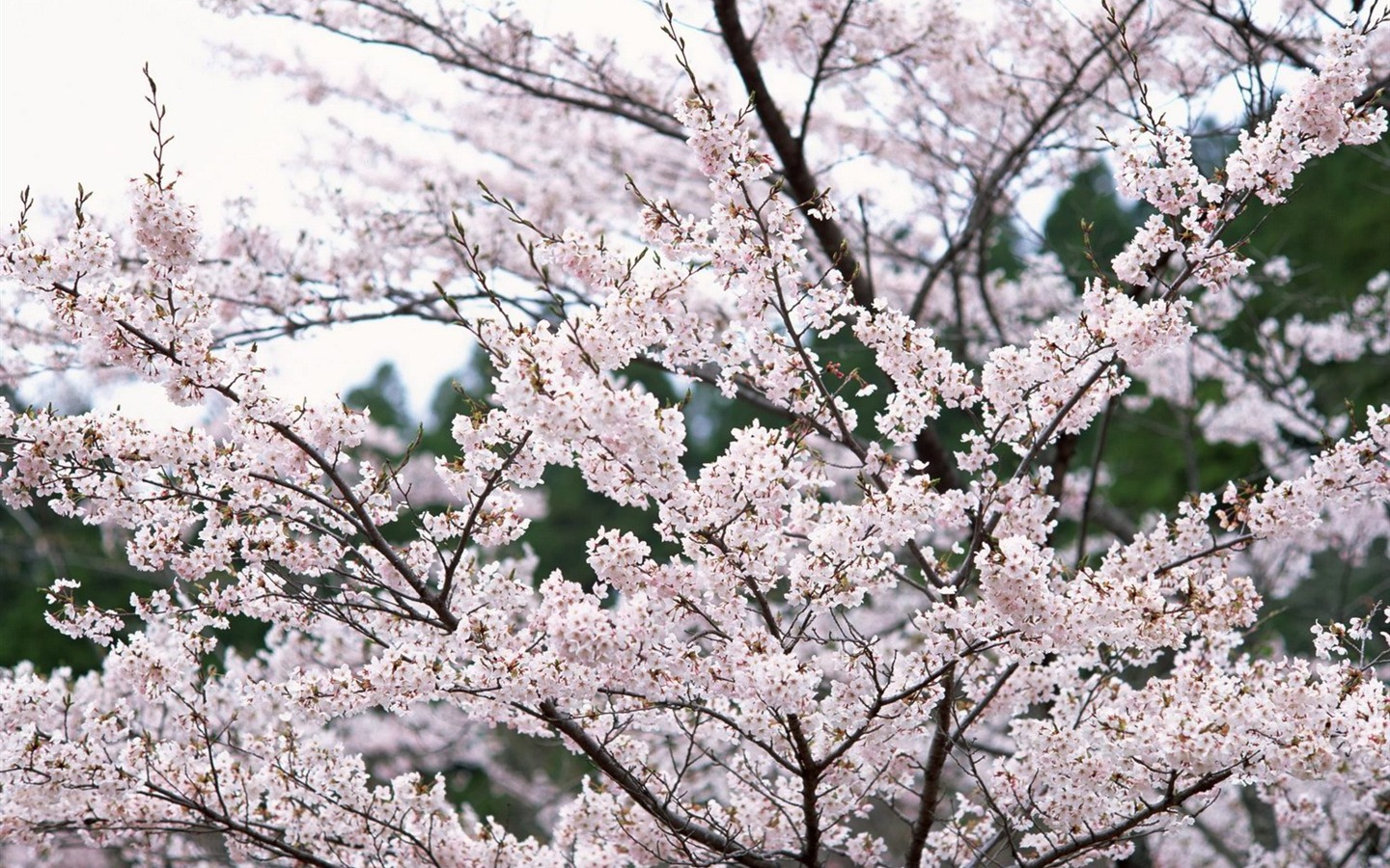 自然風光精選(十) #30 - 1440x900