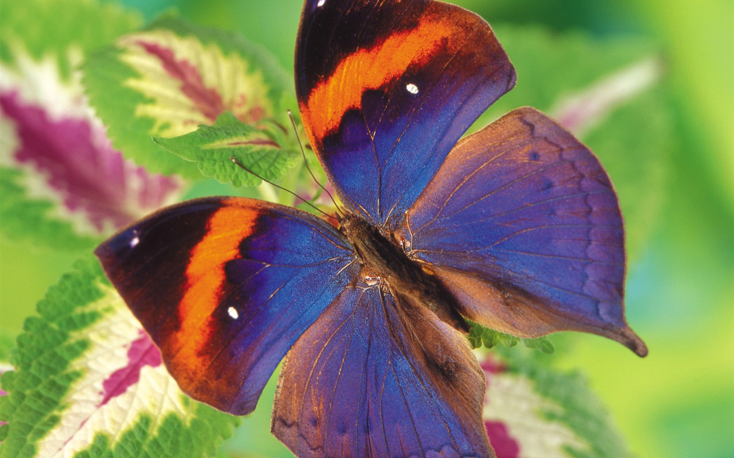 Papillons et fleurs album papier peint (1) #4 - 1440x900