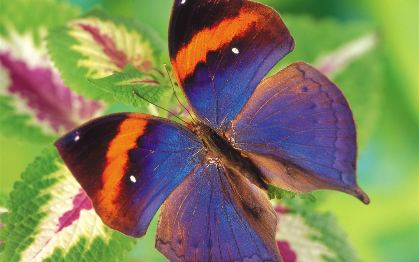 Las mariposas y las flores fondos de escritorio de disco (1) #4 - 1440x900